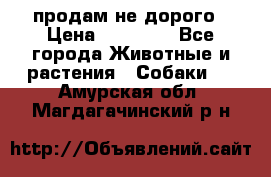 продам не дорого › Цена ­ 10 000 - Все города Животные и растения » Собаки   . Амурская обл.,Магдагачинский р-н